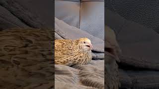 Coturnix Quail Sounds [upl. by Onek]