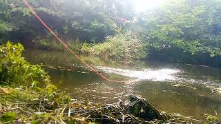 raking out a secret swim River Wensum  prebaiting ready for tomorrow fishing fish tench [upl. by Phenice280]