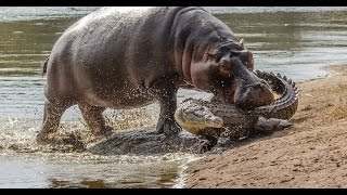 Hippo Attack Crocodile  Hippo vs Crocodile Real Fight [upl. by Voletta]