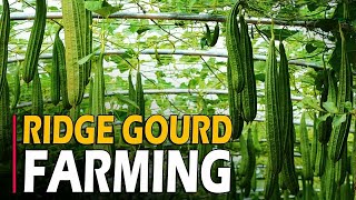 Ridge Gourd Farming  Ridge Gourd Cultivation  How To Grow Ridge Gourd from Seed at Home [upl. by Stanislaus]