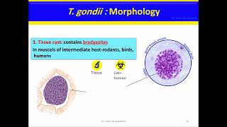 Toxoplasma gondii [upl. by Anem]