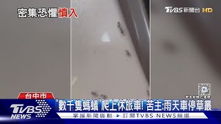 「數千隻螞蟻」爬上休旅車 苦主現身雨天車停草叢｜TVBS新聞 TVBSNEWS01 [upl. by Seyler]