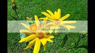 Inulin Helianthus tuberous LJerusalem artichoke powder Chicory Root Extractbenefits [upl. by Aratahs]