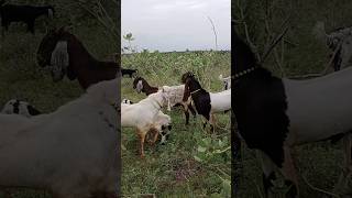 There is a group of 300 goats including two powerful goats in the forest to eat goat leaves [upl. by Frasier]