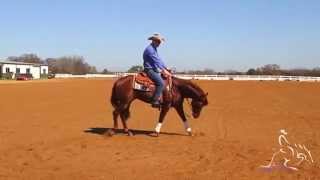 Reining Training  Fundamentals to Reining [upl. by Essyle675]