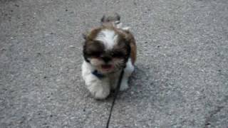 Cutest Baby Shih Tzu on one of his first walks Go Cooper [upl. by Ycnay]