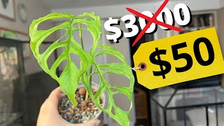 Stop buying rare plants [upl. by Singband]