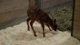 MD Zoo  Baby Sitatunga Jelani [upl. by Annaiel]