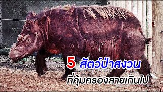 5 สัตว์ป่าสงวนของไทย ที่คุ้มครองเมื่อสายเกินไป [upl. by Rayham]