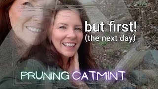 Spring Pruning Catmint  Growth Updates • Growing Home Gardening [upl. by Bencion]