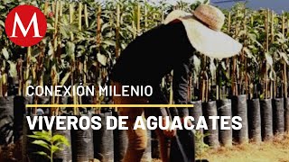 Viveros de aguacates en Michoacán  Conexión Milenio [upl. by Gairc970]