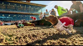 2024 Wiener Dog Championships at The Fairgrounds Race Track  New Orleans  3224 [upl. by Ocsicnarf]