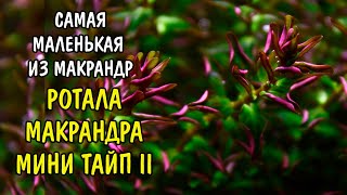 РОТАЛА МАКРАНДРА МИНИ ТАЙП 2  Rotala Macranda mini type 2 [upl. by Martreb]