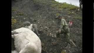 Archery Dall Sheep Hunt  MossBack [upl. by Rawley862]