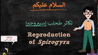 Spirogyra life cycle دورة حياة طحلب إسبيروجيرا [upl. by Enitsirhc]