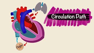 Circulation Pathway  Blood vessels  Cardiac Physiology [upl. by Siseneg]