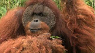 Butch the OrangutanCincinnati Zoo [upl. by Irrol941]