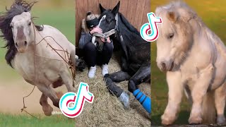 The Best HORSE  TikTok Compilation 84 [upl. by Ythomit]