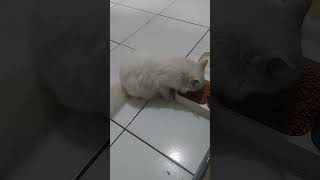 Laper banget cing cat catlover cats kucingputih [upl. by Filbert]