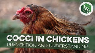 Cocci in Chickens Prevention and Understanding [upl. by Richia]