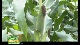 A Fertilizer that boosts your maize yield to 30 bags per acre  Part 1 [upl. by Yrag822]