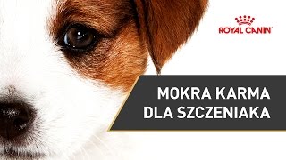 Jaka karma dla szczeniaka   ROYAL CANIN [upl. by Ellenrahc]