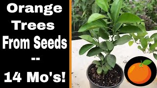 Growing Orange Trees From Seed  14 Months [upl. by Assirod15]