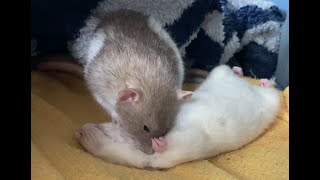 Pet rat being groomed [upl. by Aizirtap]