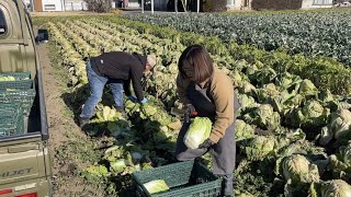 【儲かる野菜の作り方】私はこうして生き残れた（第１話）１年通して育てている野菜 [upl. by Anatolio]