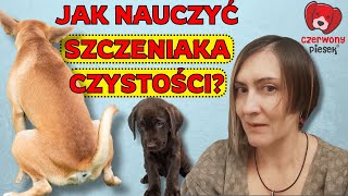 3 4 5 miesięczny szczeniak sika w domu Jak nauczyć szczeniaka czystości [upl. by Aihsetel]