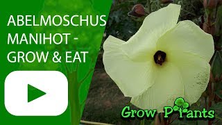 Abelmoschus manihot  grow care harvest amp eat Aibika [upl. by Hanleigh443]