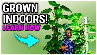 COMPLETE Beginners Guide For Growing LARGE Indoor Plants [upl. by Mmada993]