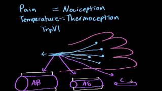 Pain and Temperature [upl. by Elehcor]