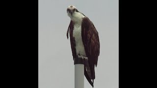 Head Bobbing Osprey [upl. by Eiromem]