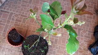 How ToPERFECT AVOCADO GRAFTING TREE TO DO [upl. by Idnal]