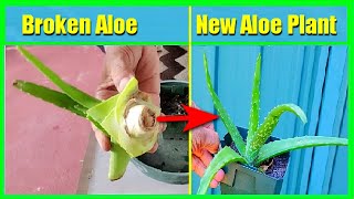 How To Grow Aloe Vera Without Roots From Cuttings Pups or Broken Stem Aloe Vera Propagation [upl. by Chaffin]