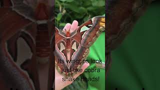 Today we take a look at The Atlas MothAttacus atlas [upl. by Valdemar243]