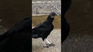 Beautiful Black Vulture More Docile Less Ferocious vulturesbeautifulmusic [upl. by Sitruc]