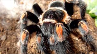 Brachypelma smithi and Brachypelma auratum comparison [upl. by Ardnait933]