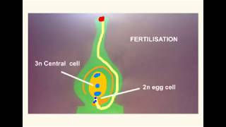 Animation of Plant pollination pollen tube growth and fertilisationTube nucleus [upl. by Greenland]