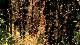 Monarch butterflies amazing migration to Mexico [upl. by Nimajeb]