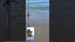 Bonnethead shark fishing fishingshorts surffishing southpadreisland [upl. by Chaves898]