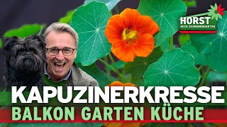 Meine Wunderpflanze für Balkon Garten Küche und das Immunsystem  Horst sein Schrebergarten [upl. by Nhguahs]