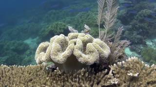 Raja Ampat Kri Eco Resort  Indonesia  Diving in the golden triangle [upl. by Ylro]