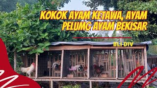 Kokok ayam ketawa ayam pelung ayam bekisar  Bli Div [upl. by Carmelita]