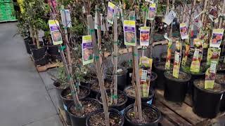 Lowes in Murrieta CA Feb 23 2024 new shipment of fruit trees [upl. by Goodspeed705]