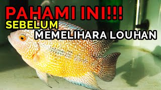 Hal Yang Wajib Diketahui Sebelum Memelihara Ikan Louhan [upl. by Nerw]