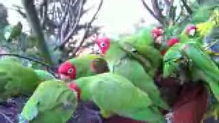 Telegraph Hill Parrots January 30 2008 HD [upl. by Marylee]