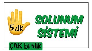 5 dkda Solunum Sistemi  Çak Bi 5lik [upl. by Eniladam]