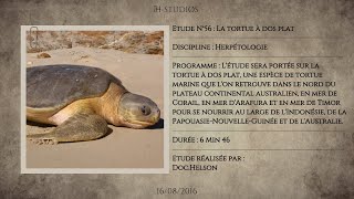 LA TORTUE À DOS PLAT  NATATOR DEPRESSUS [upl. by Yankee105]